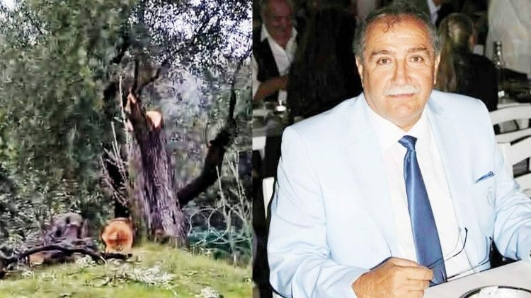 CHP Milas’ta zeytin ağacı istifası CHP Milas’ta zeytin ağacı istifası