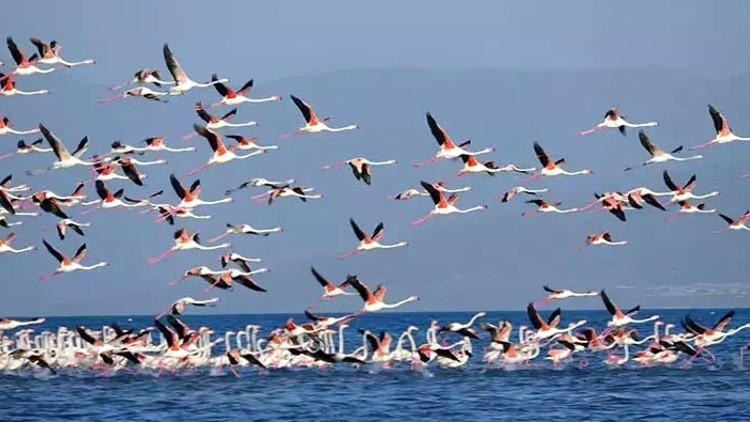 Flamingoların konaklandığı Van Gölünde geri çekilme ile birlikte adacıklar oluştu