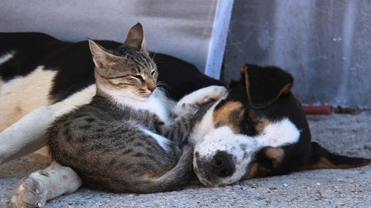 Kediler köpekler kadar sahiplerine bağlı değil