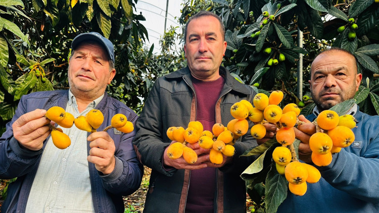 Mersinde hasadına başlanan turfanda yenidünya kilosu bin 500 TLye ihraç ediliyor