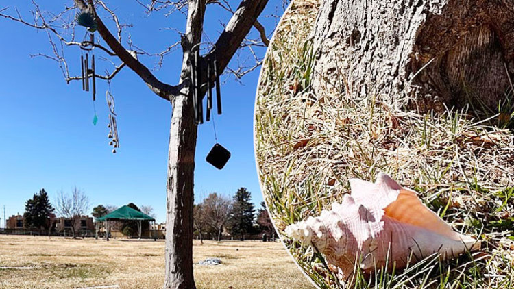 Çocukları milyonluk miras için birbirine girdi... Ünlü oyuncunun bir mezar taşı bile yok... Baş ucunda bir deniz kabuğu