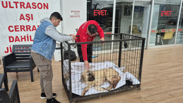 Zonguldakta kayıp ilanı verdiği köpeğini vurulmuş halde buldu Şüpheli tutuklandı Zonguldakta kayıp ilanı verdiği köpeğini vurulmuş halde buldu Şüpheli tutuklandı