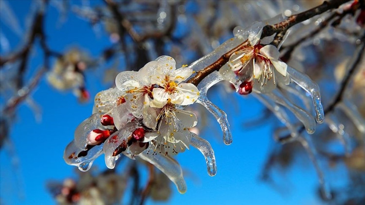 Meteorolojiden zirai don uyarısı Meteorolojiden zirai don uyarısı