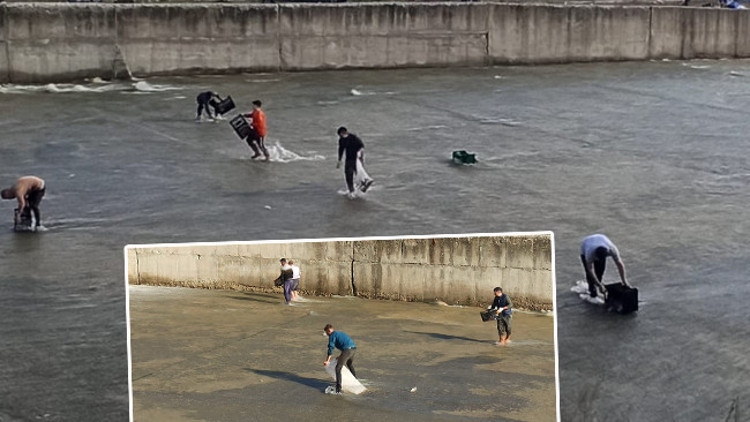  Çuval ve kasalarla topladılar