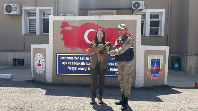 Kilis’te yaralı kızıl şahin bulundu