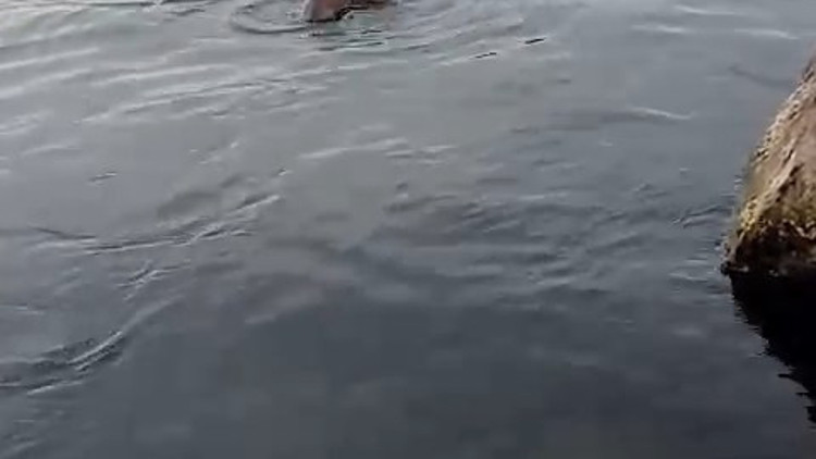 Su samuru oltaya takılan balığı yakalayıp kaçtı