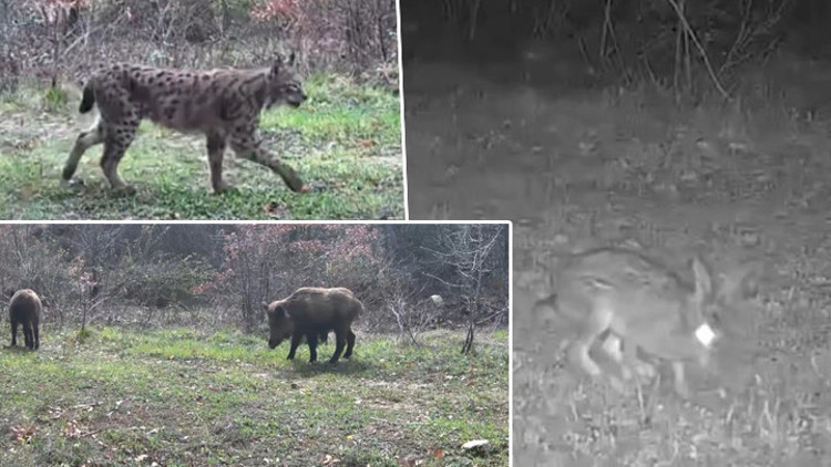 Karabükte fotokapana yakalandılar