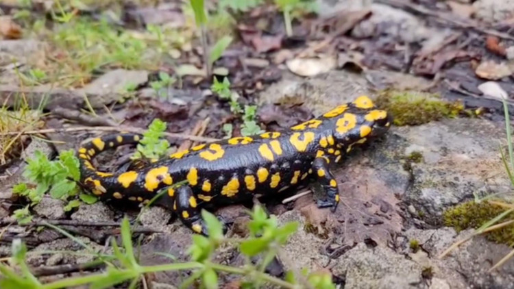 Nesli tükenme tehlikesinde Erzincan’da görüntülendi