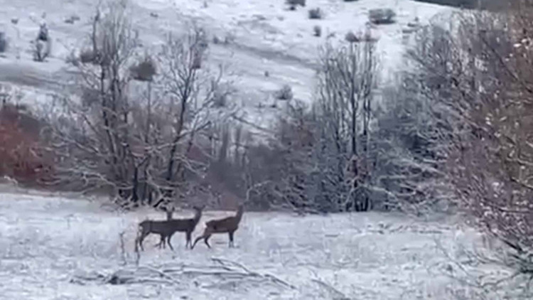 Erzincan Refahiyede kızılgeyikler görüntülendi