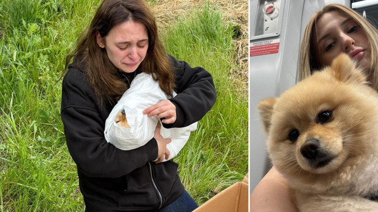 Petshopta yıkanan köpeğin ihmalden öldüğü iddiası İki kere ip takılıyor, baskı uygulanıyor