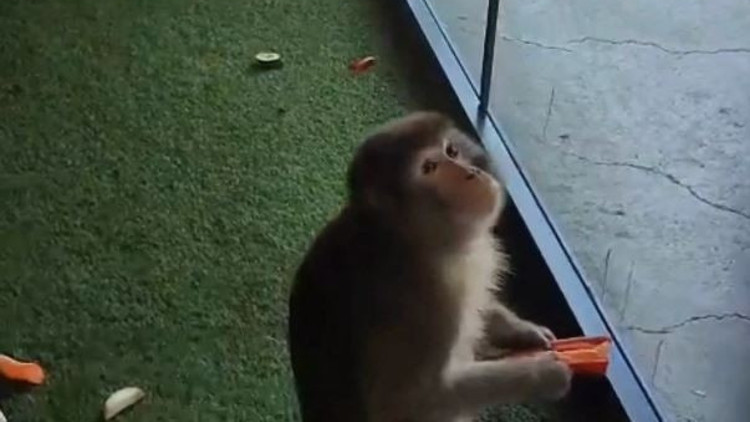 Yozgatta bulunan makak maymunu, Ankarada korumaya alındı