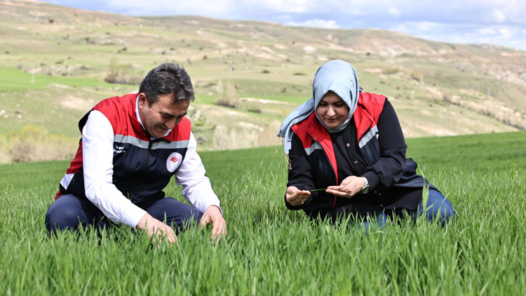 Yağışlar nedeniyle tarımda sarı pas alarmı
