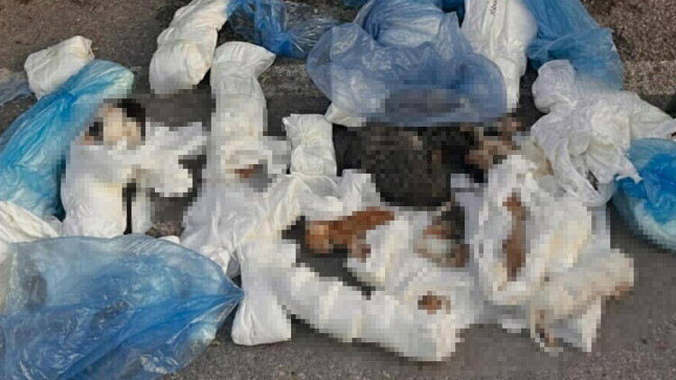 İzmirde vahşet 33 kedi ölü bulundu... Soruşturma başlatıldı: 1 veteriner hekim gözaltına alındı