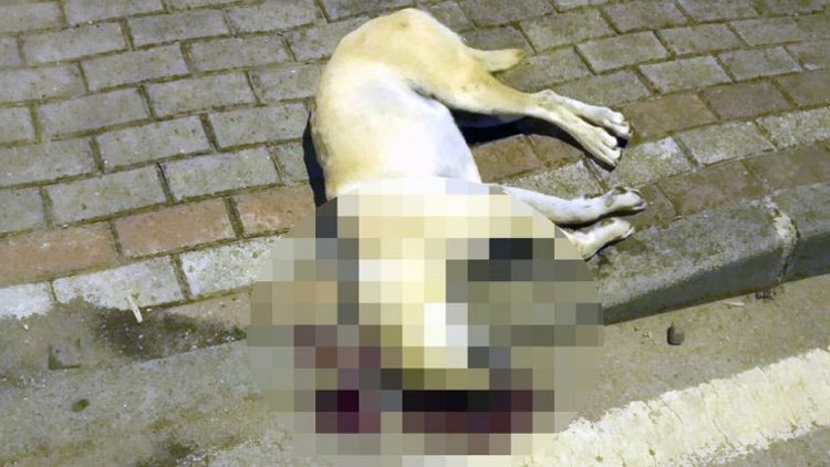 Oğlunu ısıran köpeği öldürmüştü… Mahkemenin beraat kararını istinaf bozdu