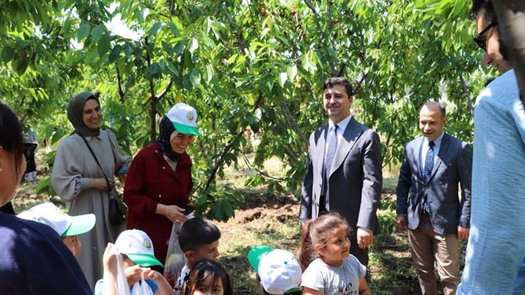 Suşehri’nde kiraz toplama etkinliği