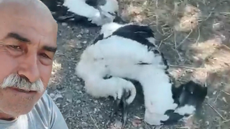 “Size sahip çıkamadım” diyerek bahçesinde ölen leyleklere ağladı “Size sahip çıkamadım” diyerek bahçesinde ölen leyleklere ağladı