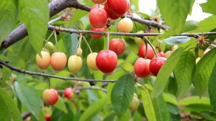 Korkunç şüphe... Kiraz yedikten sonra hayatını kaybetti… Eşinin tedavisi sürüyor Korkunç şüphe... Kiraz yedikten sonra hayatını kaybetti… Eşinin tedavisi sürüyor