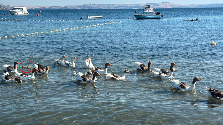 Erdek’in Şartlı Tahliyeli kazları sahile döndü: Sürüye bir de ördek yavrusu katıldı