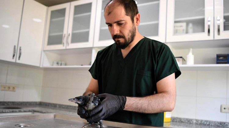 Konyaaltı Belediyesi yavru kargaya şifa oldu