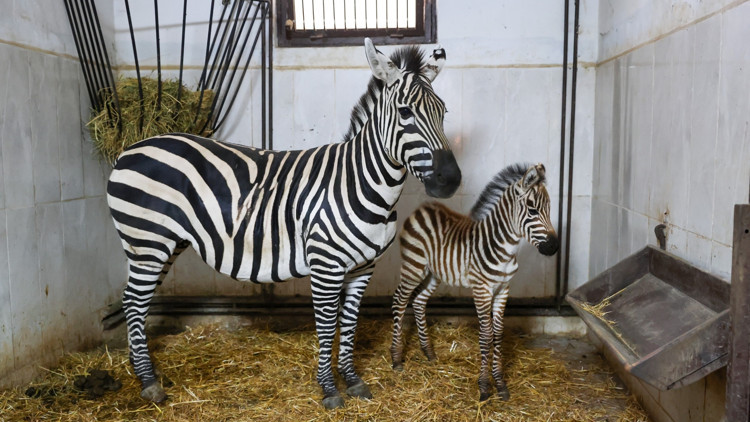 Bursa Hayvanat Bahçesi’nde zebra sayısı 11’e yükseldi