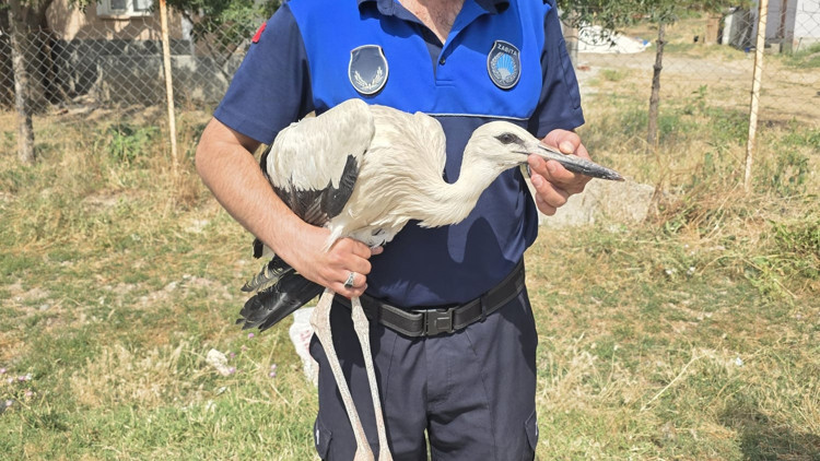 Çankırıda yuvasından düşen yavru leylek tedavi altına alındı