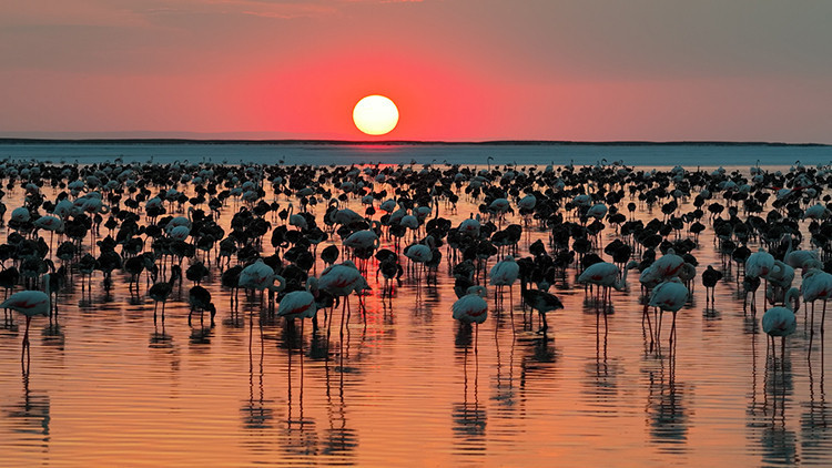 Bakan Kurumdan Flamingo paylaşımı