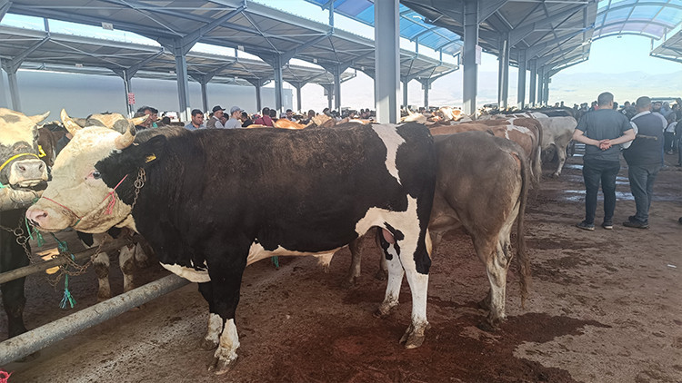 Hayvan kesimhanelerinde yeni dönem Kamera zorunluluğu geliyor