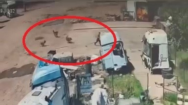 Başıboş köpeklerin saldırdığı çocuğu, babası ve amcası kurtardı