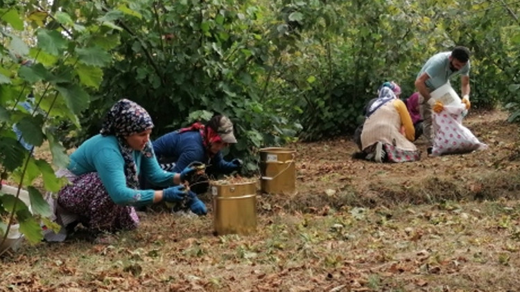 Karadeniz’de fındık mesaisi başladı