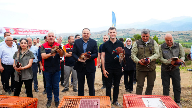 Tokatta 1500 sülün ve keklik doğaya salındı