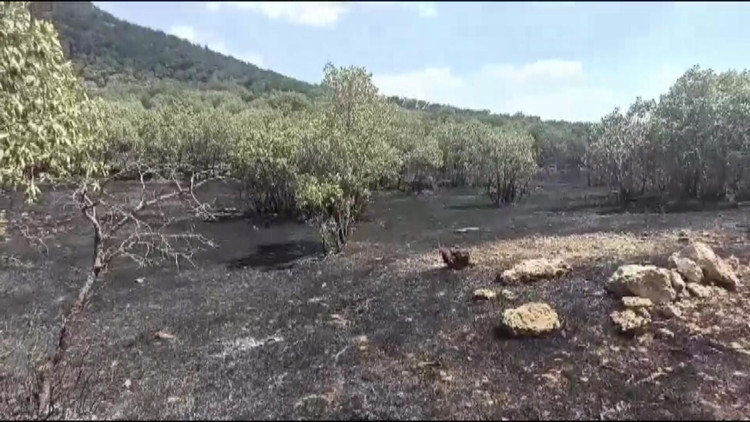 Ormanlık alanda çıkan örtü yangını söndürüldü Ormanlık alanda çıkan örtü yangını söndürüldü