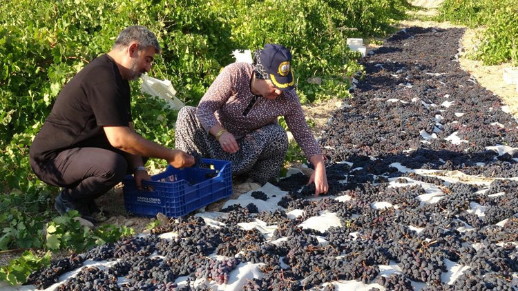 Su azalınca kayısıya rakip çıktı Geçen yıldan sıraya girdiler: Kilosu 600 TL