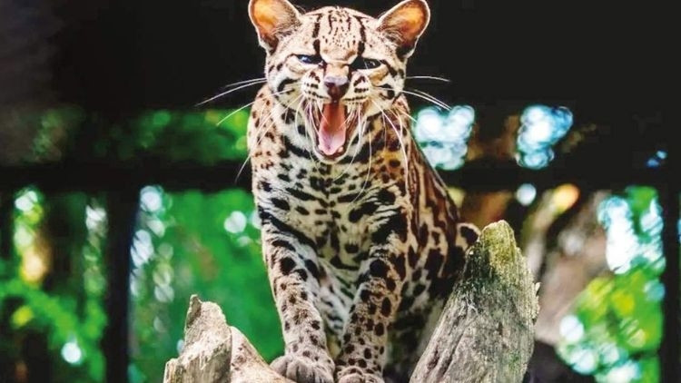 Yeni kedi türü keşfedildi Yeni kedi türü keşfedildi
