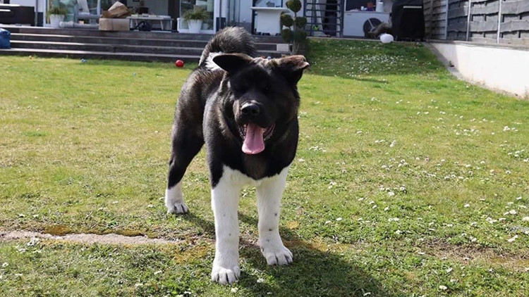 Nürnbergde köpek vergisi artıyor: 2027den itibaren 144 Euro