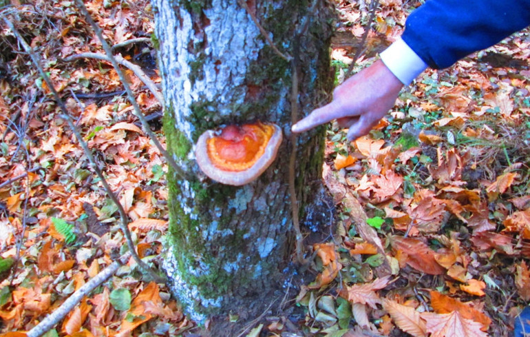 Ölümsüzlüğün kaynağı Kazdağlarından çıktı