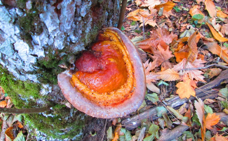 Ölümsüzlüğün kaynağı Kazdağlarından çıktı