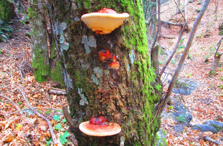 Ölümsüzlüğün kaynağı Kazdağlarından çıktı