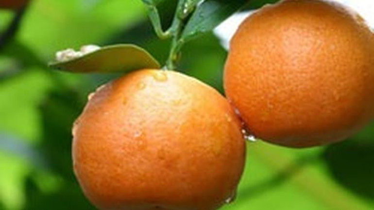 Vücuttan toksinleri atan 20 besin