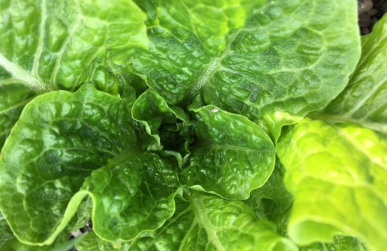 Roma Bostanından hafta sonu için Göçmen Dayanışma Mutfağına davet