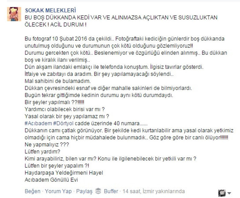 Bir kedinin imece usulü kurtarılma hikayesi
