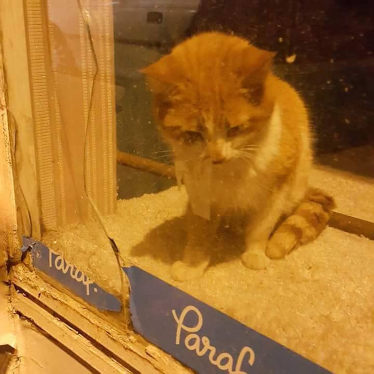 Bir kedinin imece usulü kurtarılma hikayesi