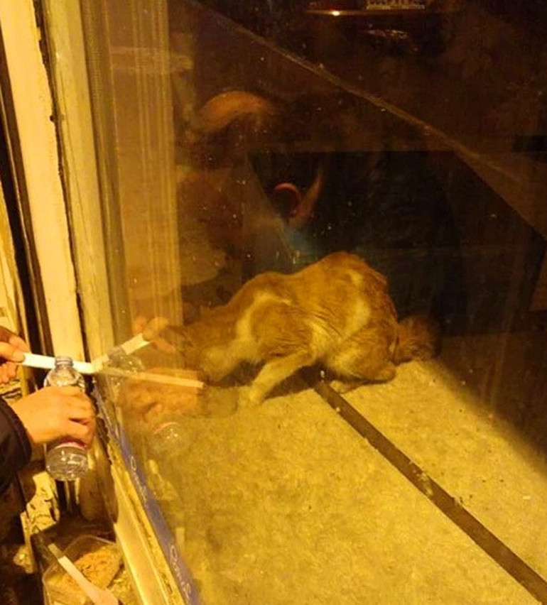 Bir kedinin imece usulü kurtarılma hikayesi