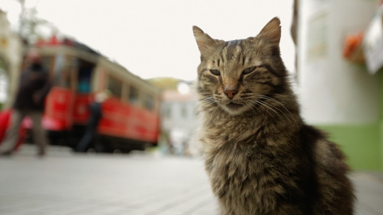 İstanbul’da kedi, dünyada örneği olmayan bir şey