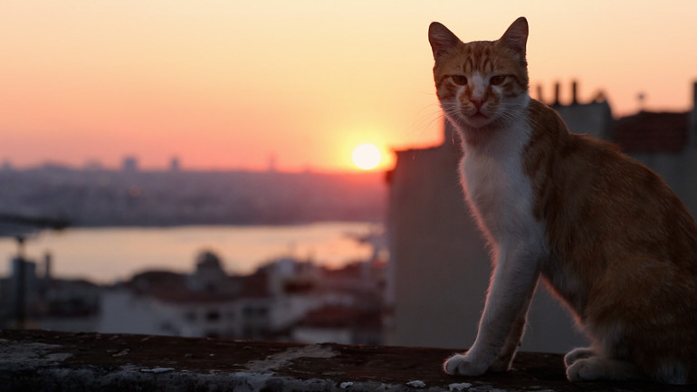 İstanbul’da kedi, dünyada örneği olmayan bir şey