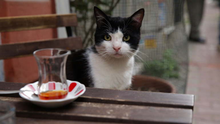 İstanbul’da kedi, dünyada örneği olmayan bir şey