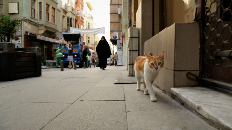 İstanbul’da kedi, dünyada örneği olmayan bir şey