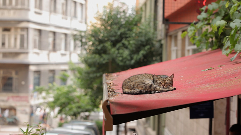 İstanbul’da kedi, dünyada örneği olmayan bir şey