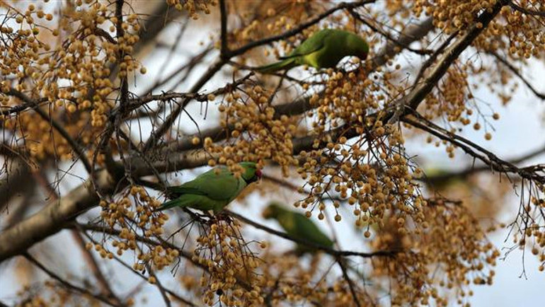 Üsküdar’a papağan yağdı