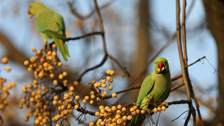 Üsküdar’a papağan yağdı