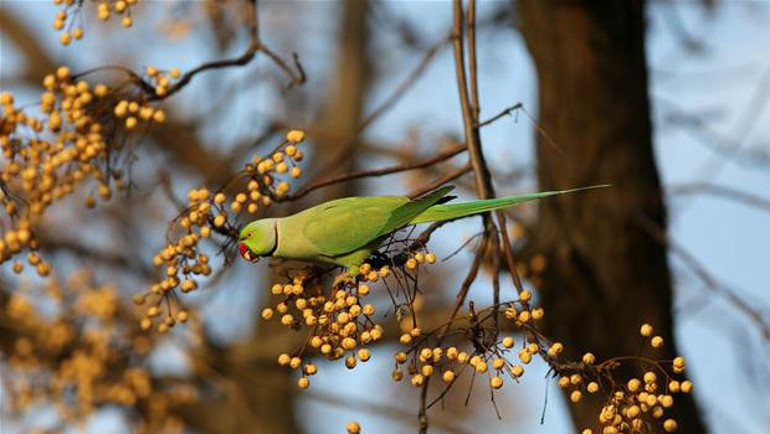 Üsküdar’a papağan yağdı